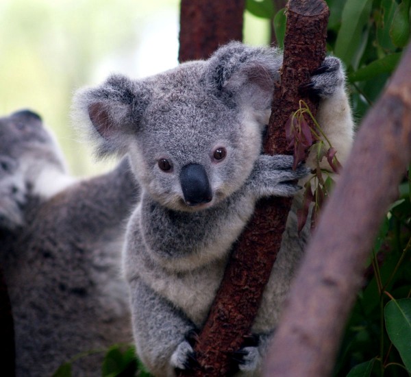 Малыш коала