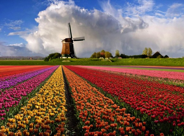 Квіти Голандії