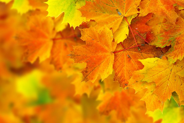 Яркие листья